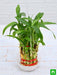 2 layer lucky bamboo plant in a bowl with pebbles - plant