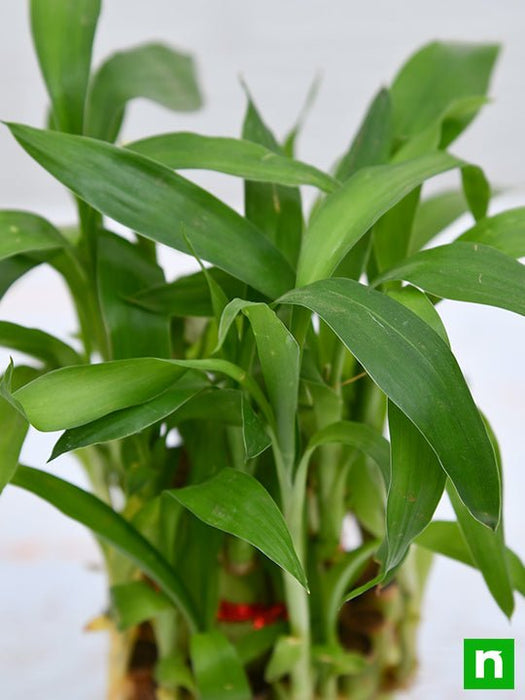 2 layer lucky bamboo plant in a bowl with pebbles - plant