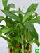 2 layer lucky bamboo plant in a bowl with pebbles - plant