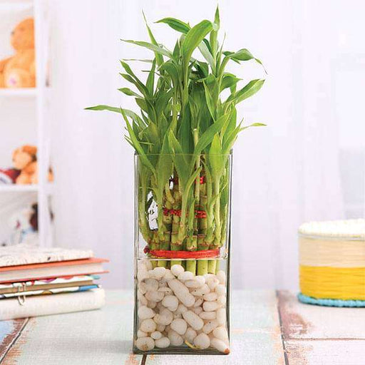 3 layer lucky bamboo in a glass vase with pebbles - plant