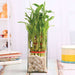 3 layer lucky bamboo in a glass vase with pebbles - plant