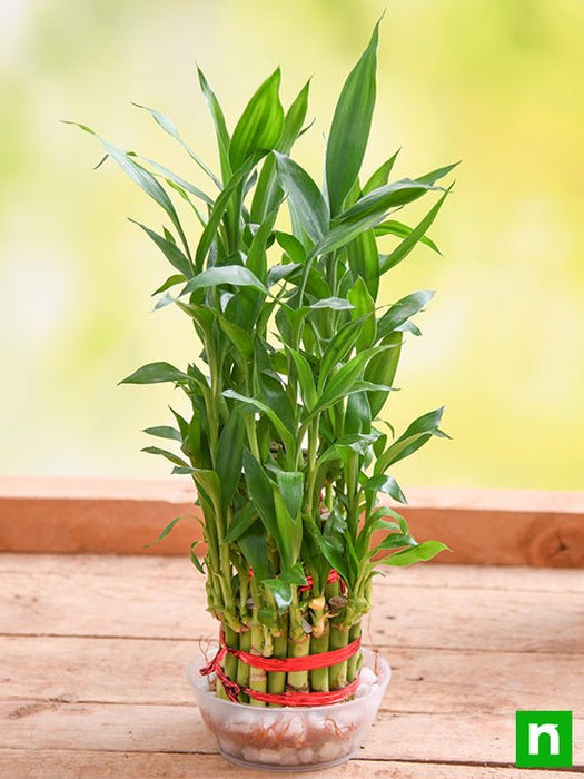 3 layer lucky bamboo plant in a bowl with pebbles - plant