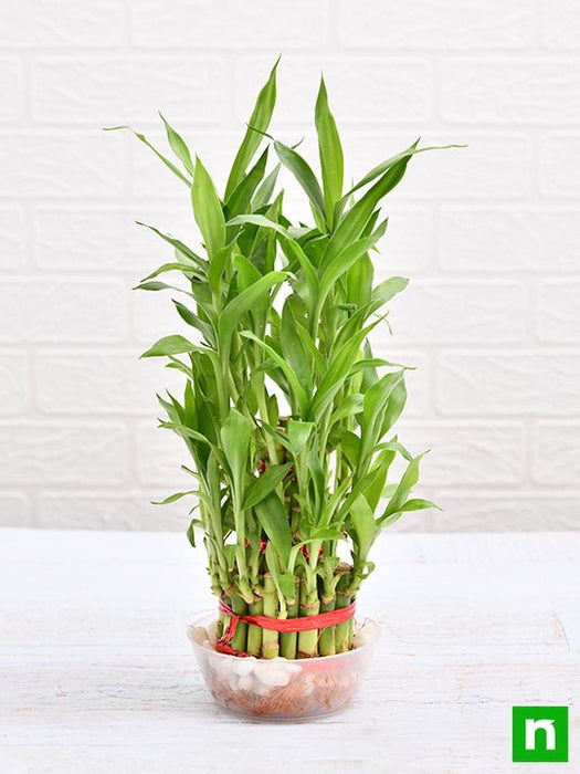 3 layer lucky bamboo plant in a bowl with pebbles - plant