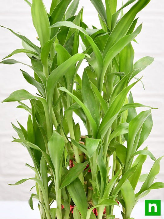 3 layer lucky bamboo plant in a bowl with pebbles - plant