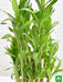 3 layer lucky bamboo plant in a bowl with pebbles - plant