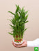 3 layer lucky bamboo plant in a bowl with pebbles - plant