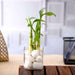 3 lucky bamboo stalks (a symbol of happiness) - plant