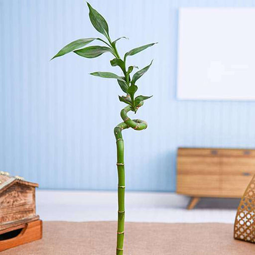 30 cm spiral stick lucky bamboo plant - plant