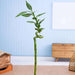 30 cm spiral stick lucky bamboo plant - plant