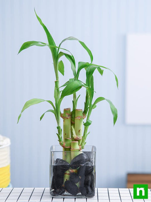 5 lucky bamboo stalks (a symbol of positive energy) - plant