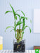 5 lucky bamboo stalks (a symbol of positive energy) - plant