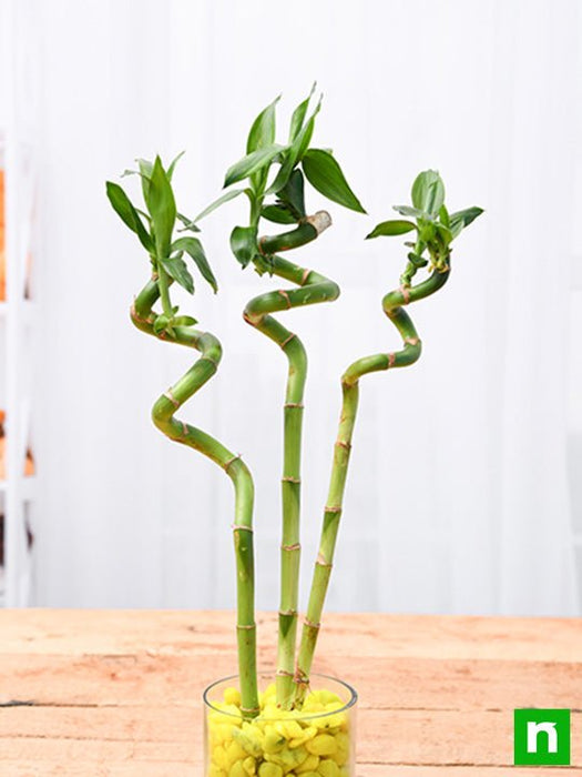 60 cm spiral stick lucky bamboo plant - plant