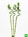 60 cm spiral stick lucky bamboo plant - plant