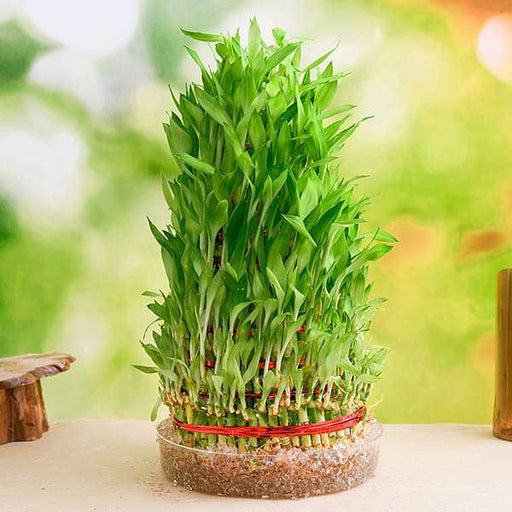 9 layer lucky bamboo plant in a bowl - plant