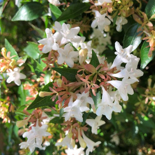 abelia x grandiflora - plant