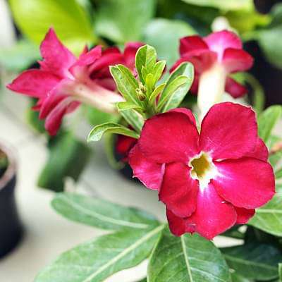 adenium plant - plant