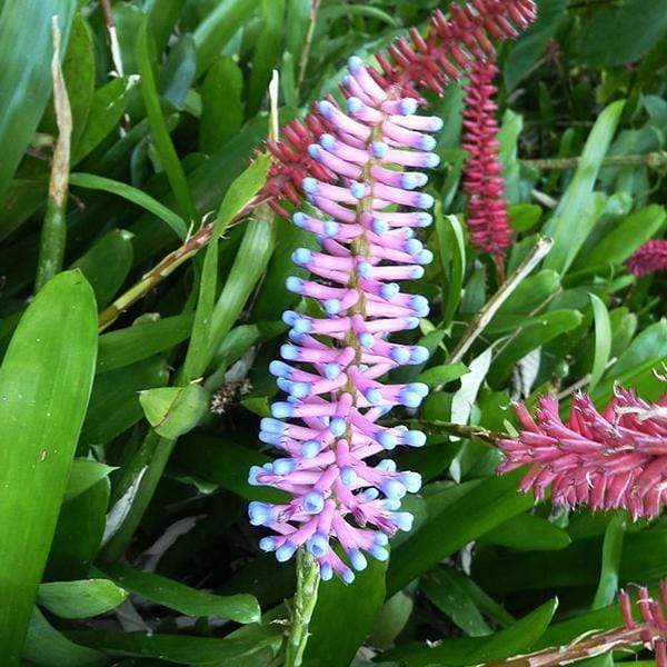 aechmea gamosepala - plant