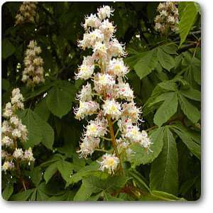 aesculus hippocastanum - plant