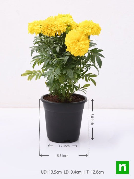 african marigold (yellow) - plant