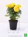 african marigold (yellow) - plant