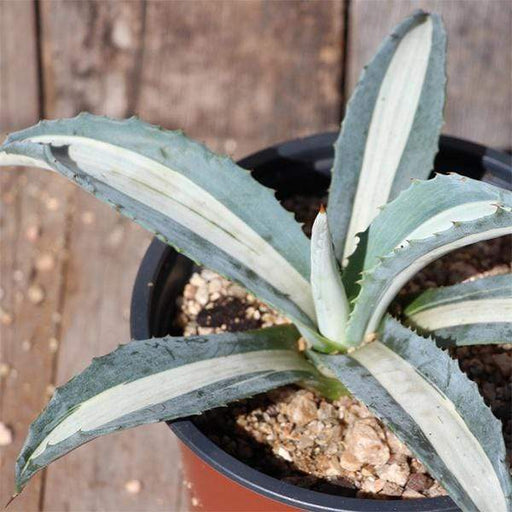 agave americana - plant