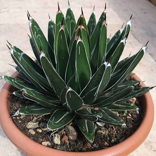 agave victoriae - plant