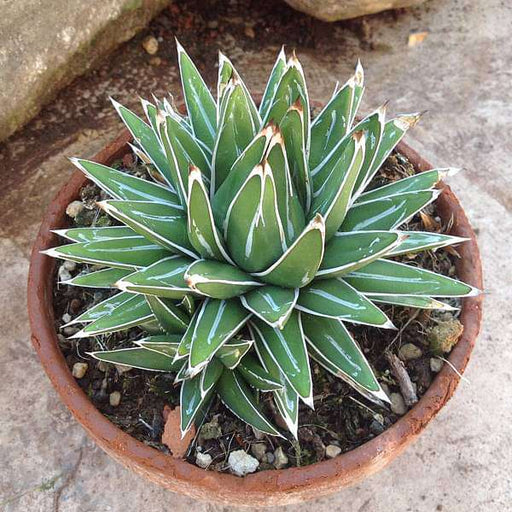 agave victoriae - plant