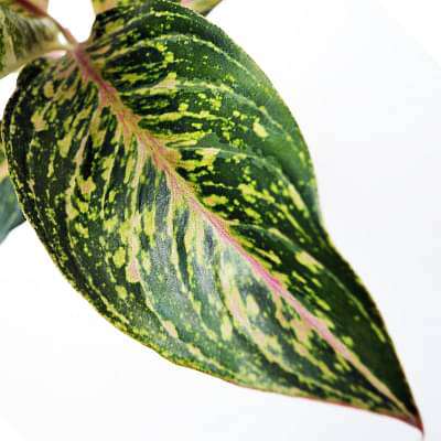 aglaonema butterfly - plant