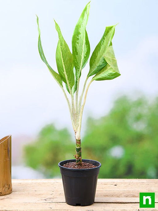 aglaonema diamond bay - plant