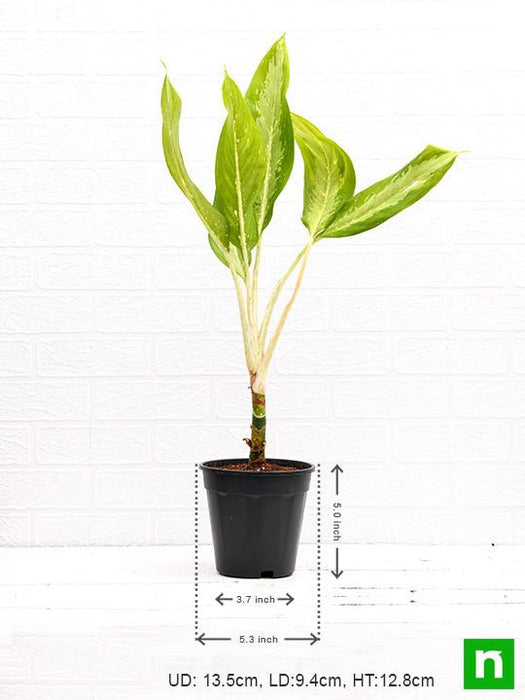 aglaonema diamond bay - plant