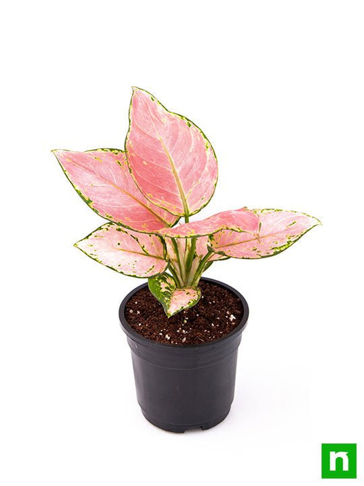 aglaonema dud anyamanee - plant