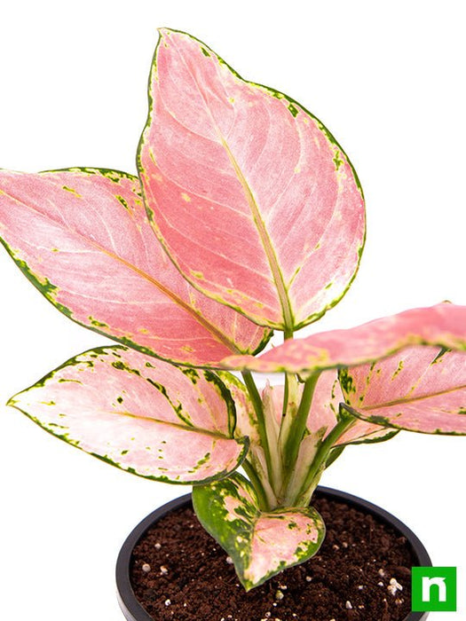 aglaonema dud anyamanee - plant