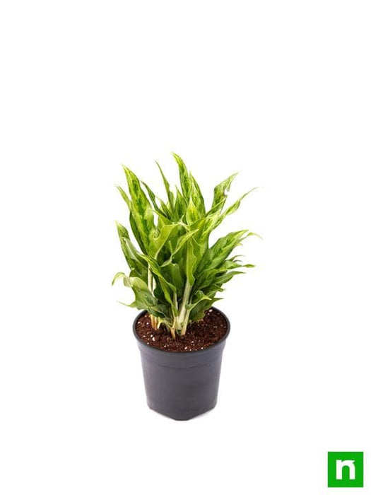 aglaonema green compact - plant