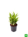 aglaonema green compact - plant