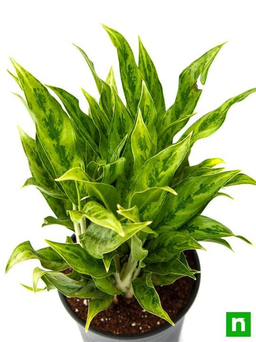 aglaonema green compact - plant