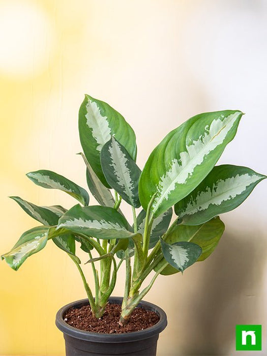 aglaonema jubilee petite - plant