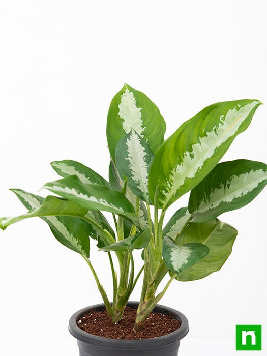 aglaonema jubilee petite - plant