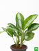 aglaonema jubilee petite - plant