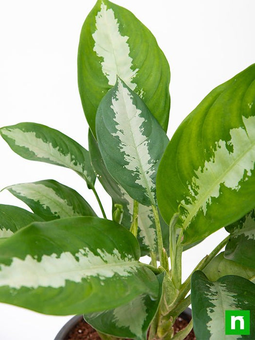 aglaonema jubilee petite - plant