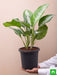 aglaonema jubilee petite - plant