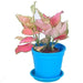 aglaonema lady valentine - plant