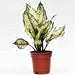 aglaonema snow white - plant