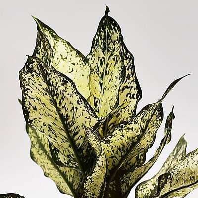 aglaonema snow white - plant