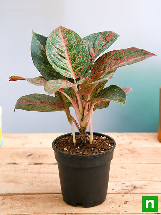 aglaonema widuri - plant