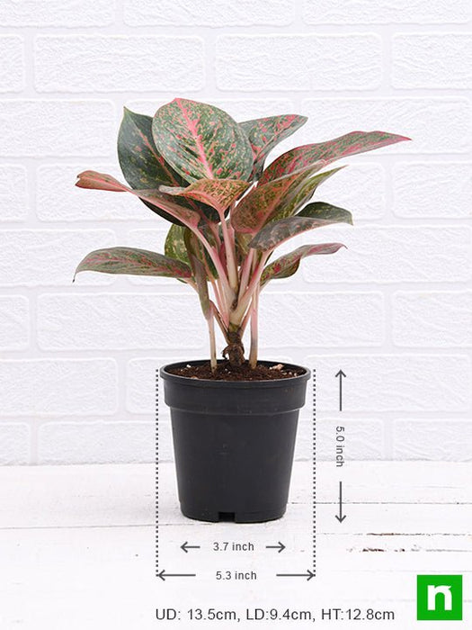 aglaonema widuri - plant