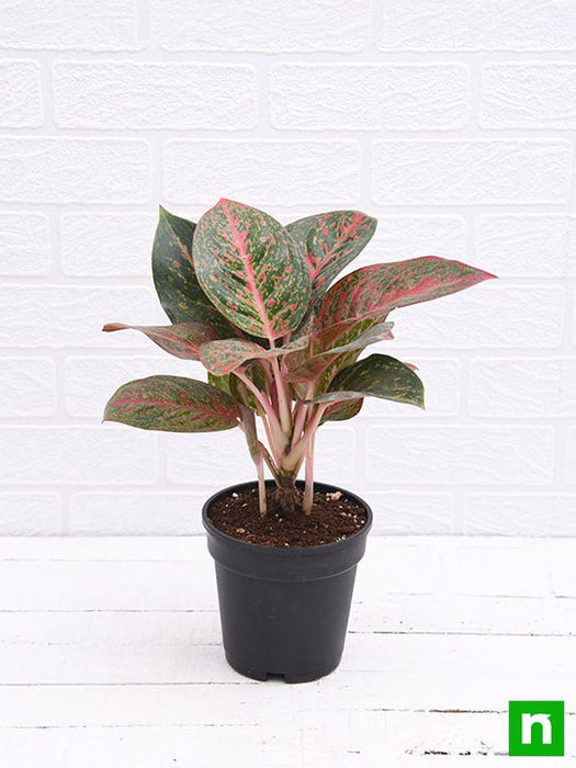 aglaonema widuri - plant