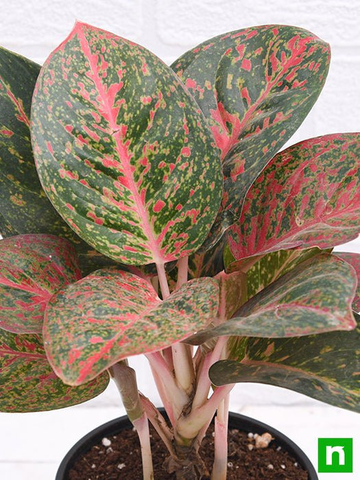 aglaonema widuri - plant