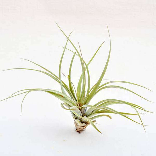 air plant - plant