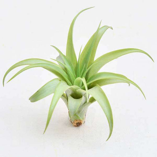 air plant - plant