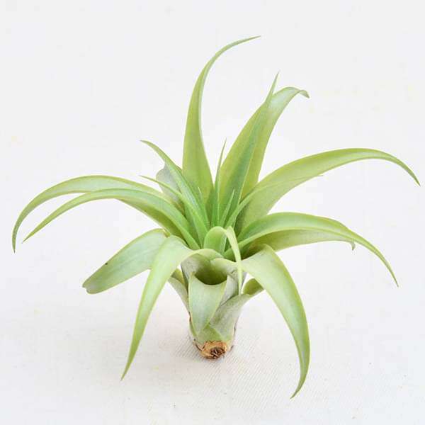 air plant - plant